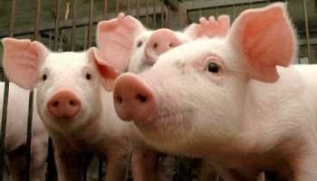 Giá lợn hơi hôm nay (16/7): Miền Bắc với nơi đạt đến 55.000 đồng/kg